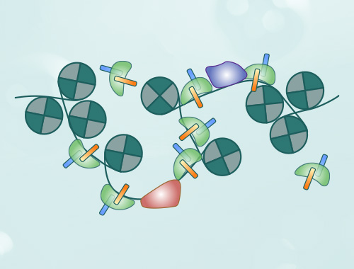 atac-seq