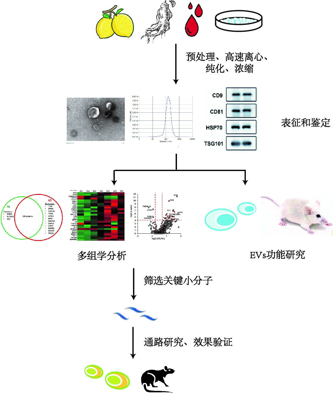 外泌体公司