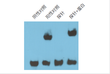 电泳迁移率
