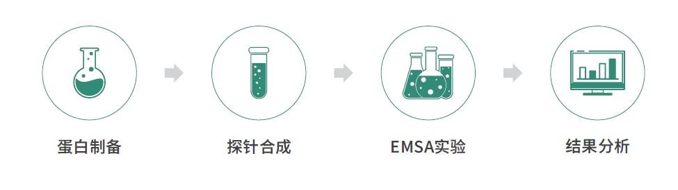 dna序列